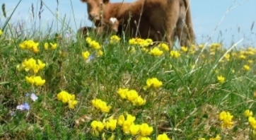 Burren Life