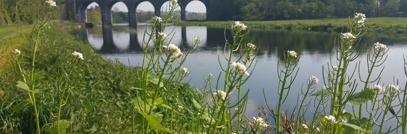 Royal Oak Viaduct